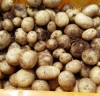 가을 재배 적합한 ‘금선’ 감자 품종 선발