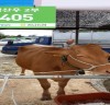 가축 질병진단 337시스템으로 민원만족도 향상